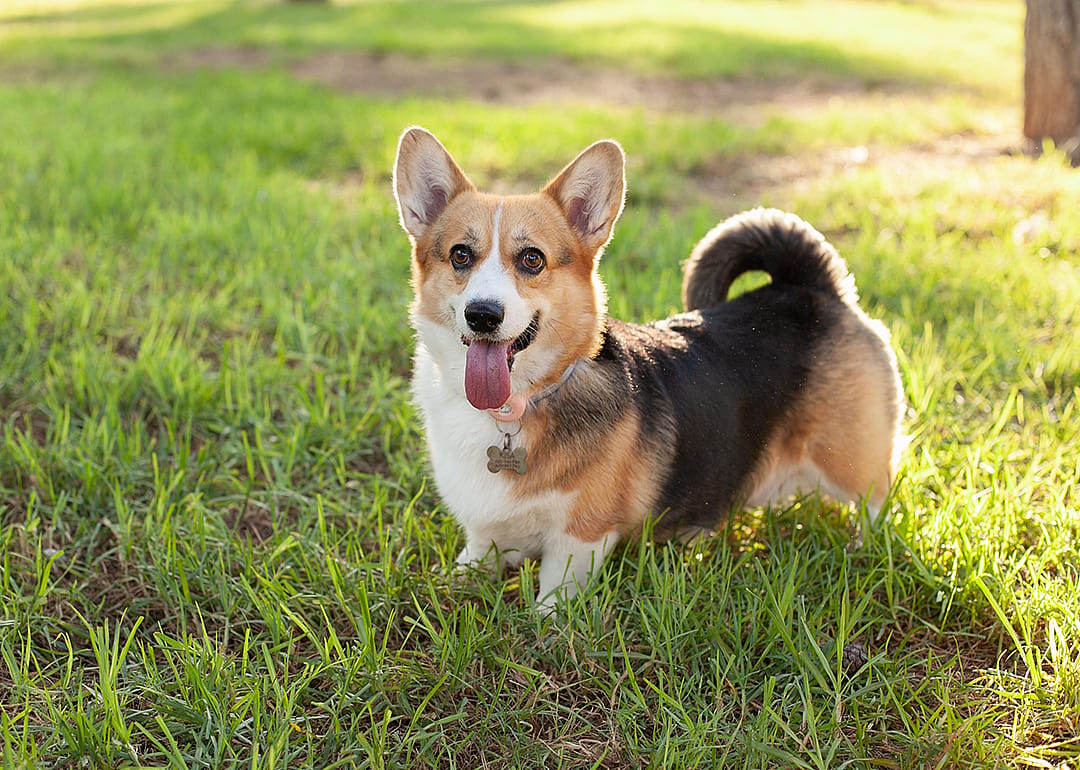 Welsh corgi cardigan on green grass lawn.