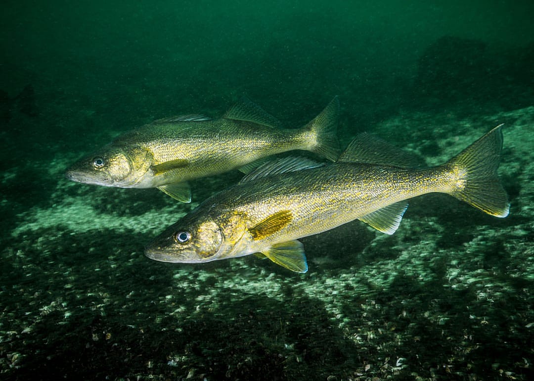 Saugeye