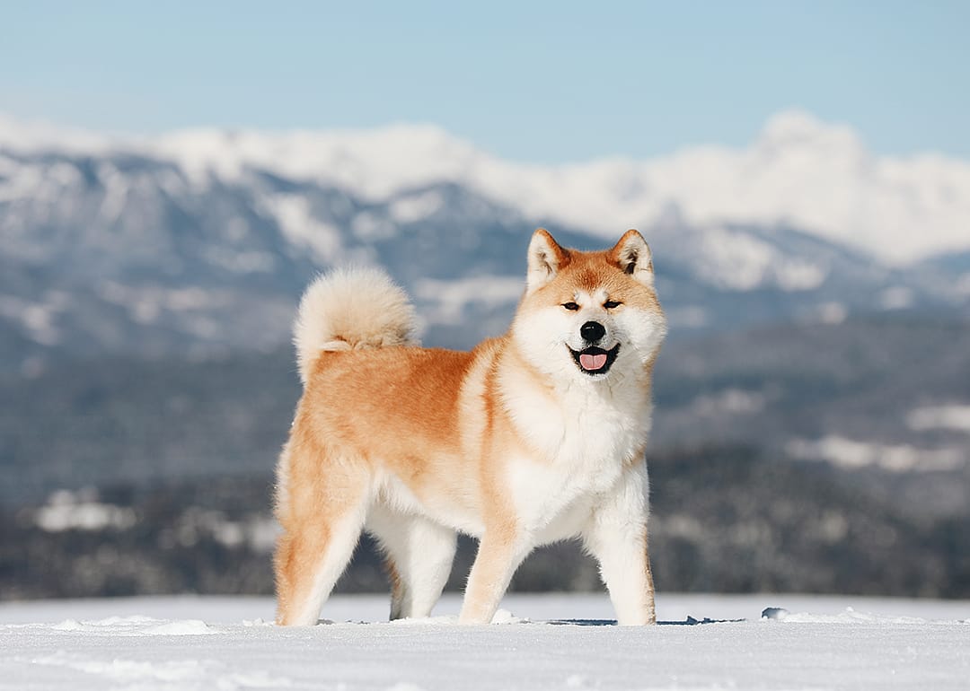 Akita inu standing in snow.