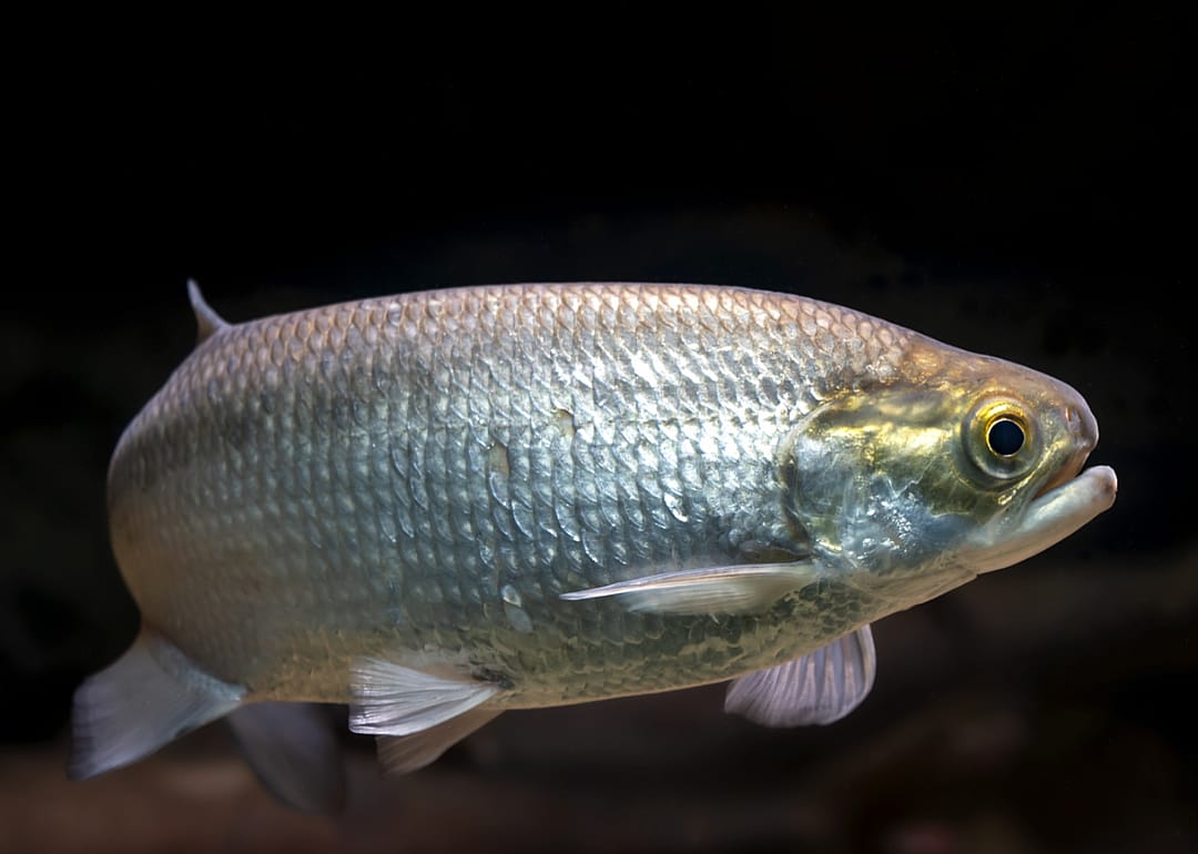 Goldeye