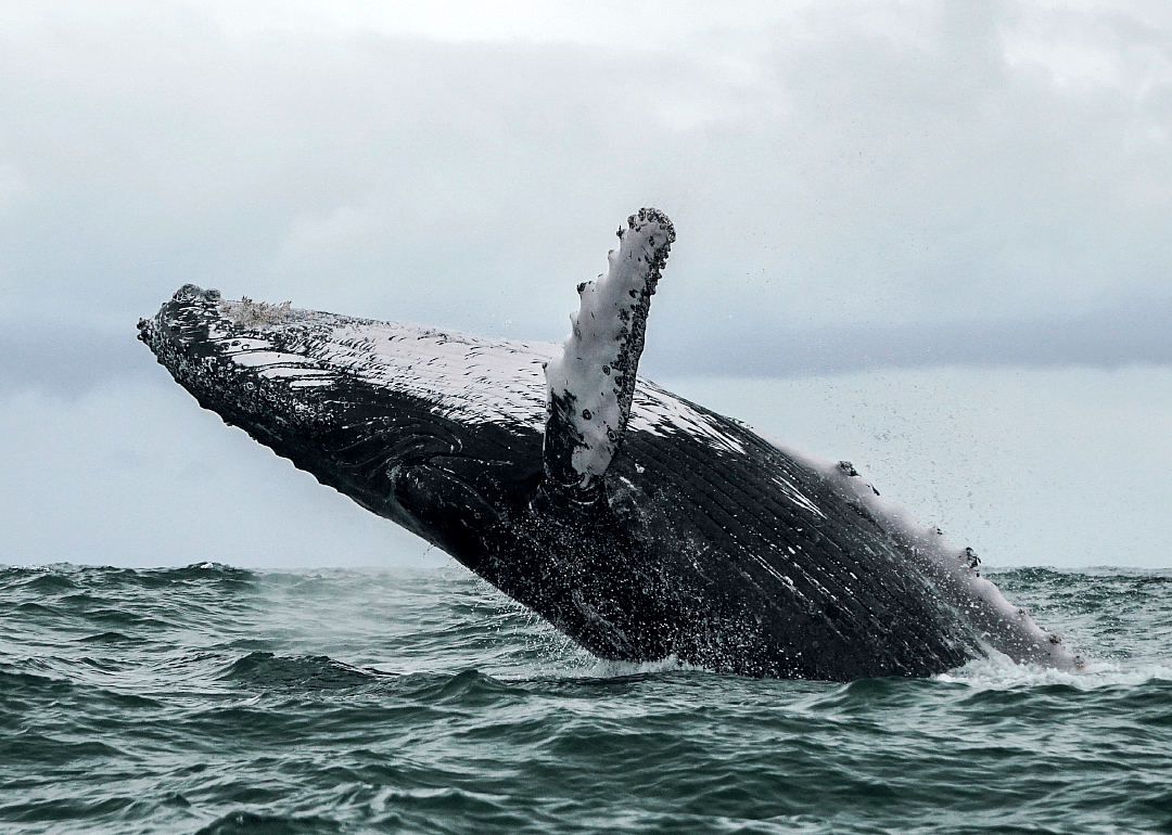 Humpback whale migration