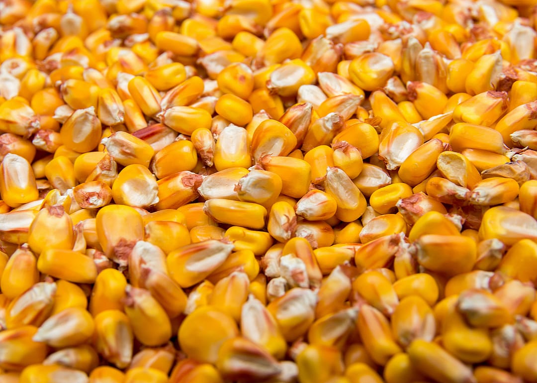 Early settlers learned to grow maize from indigenous tribes