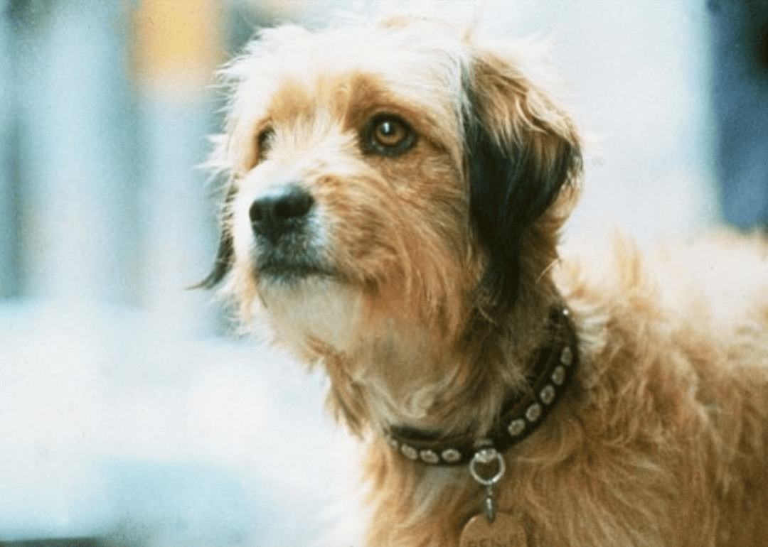 1974: Benji puts mutts on the map