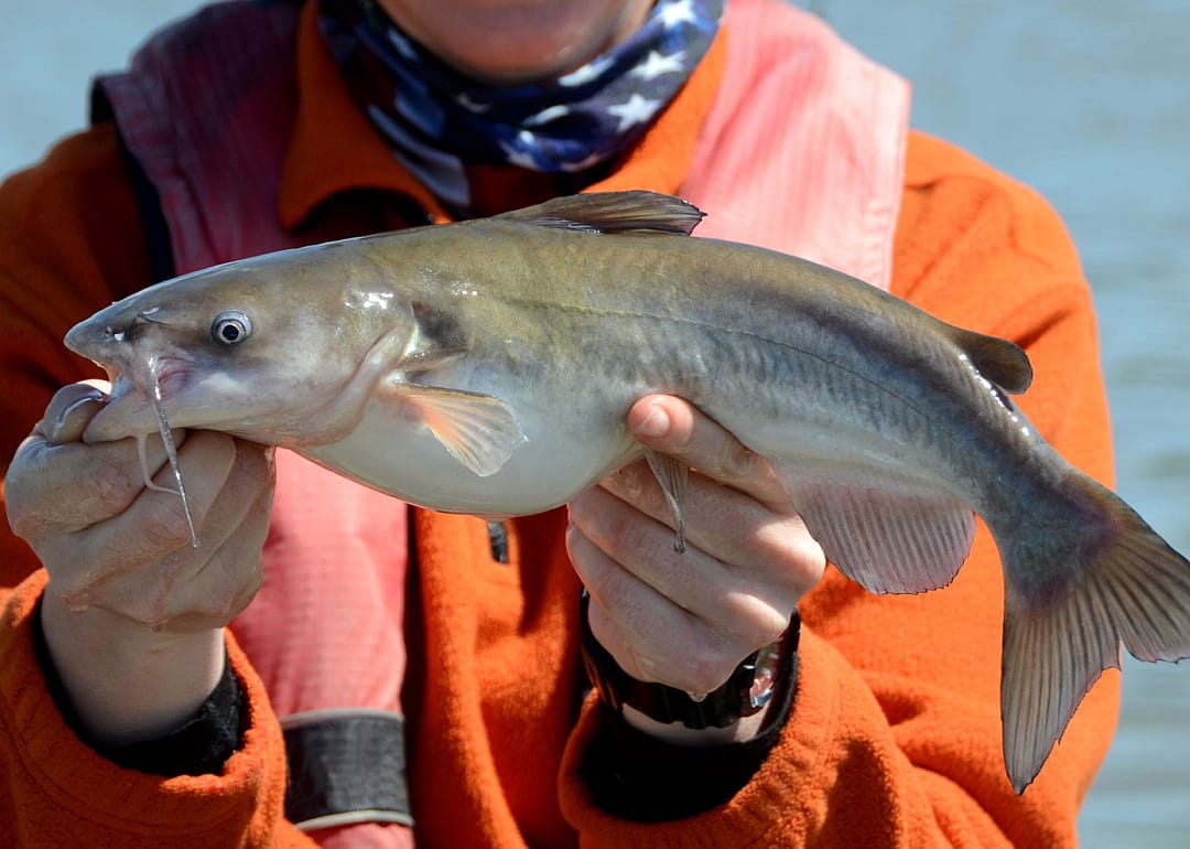 White Catfish