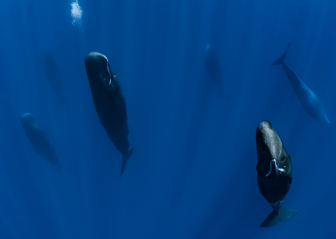 Sleeping giants