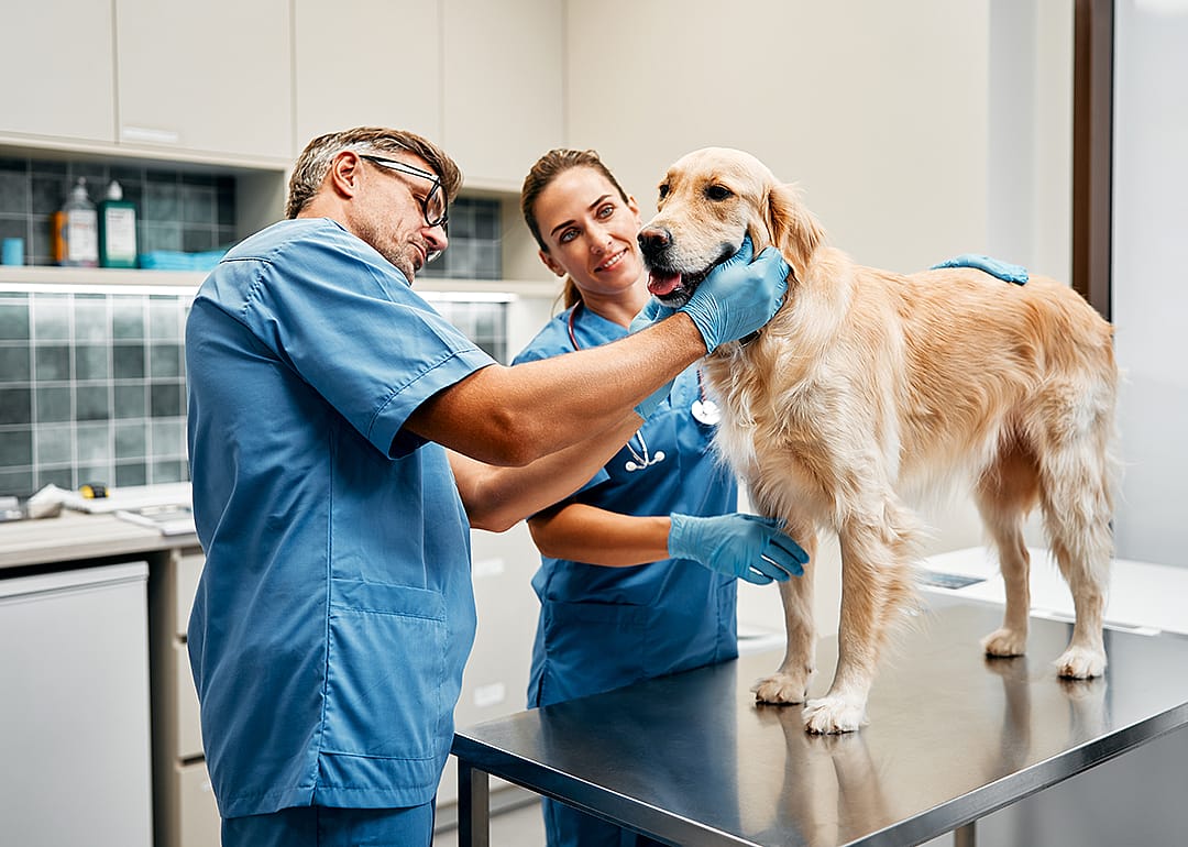 #14. Veterinary assistants and laboratory animal caretakers