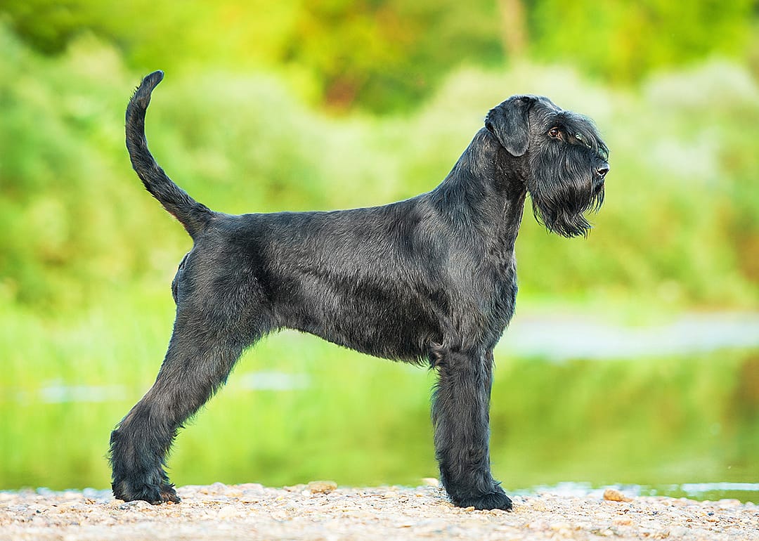 Black giant schnauzer poses for a portrait.