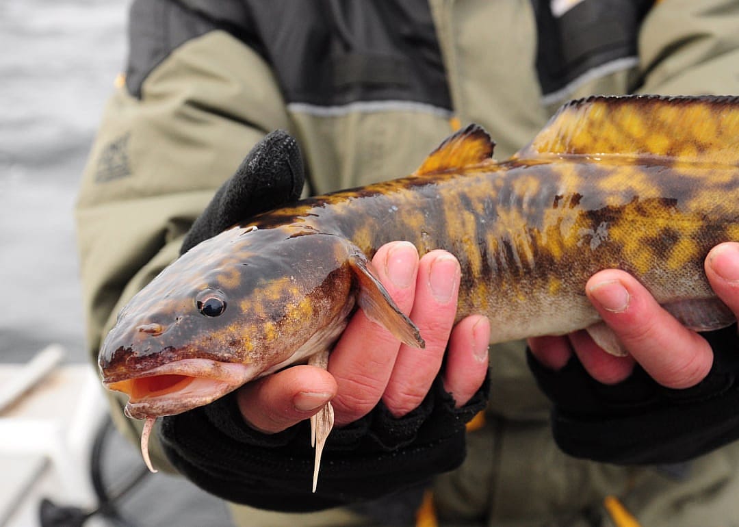 Burbot