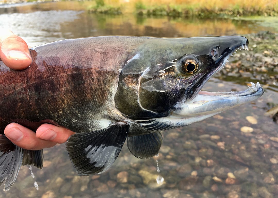Kokanee Salmon