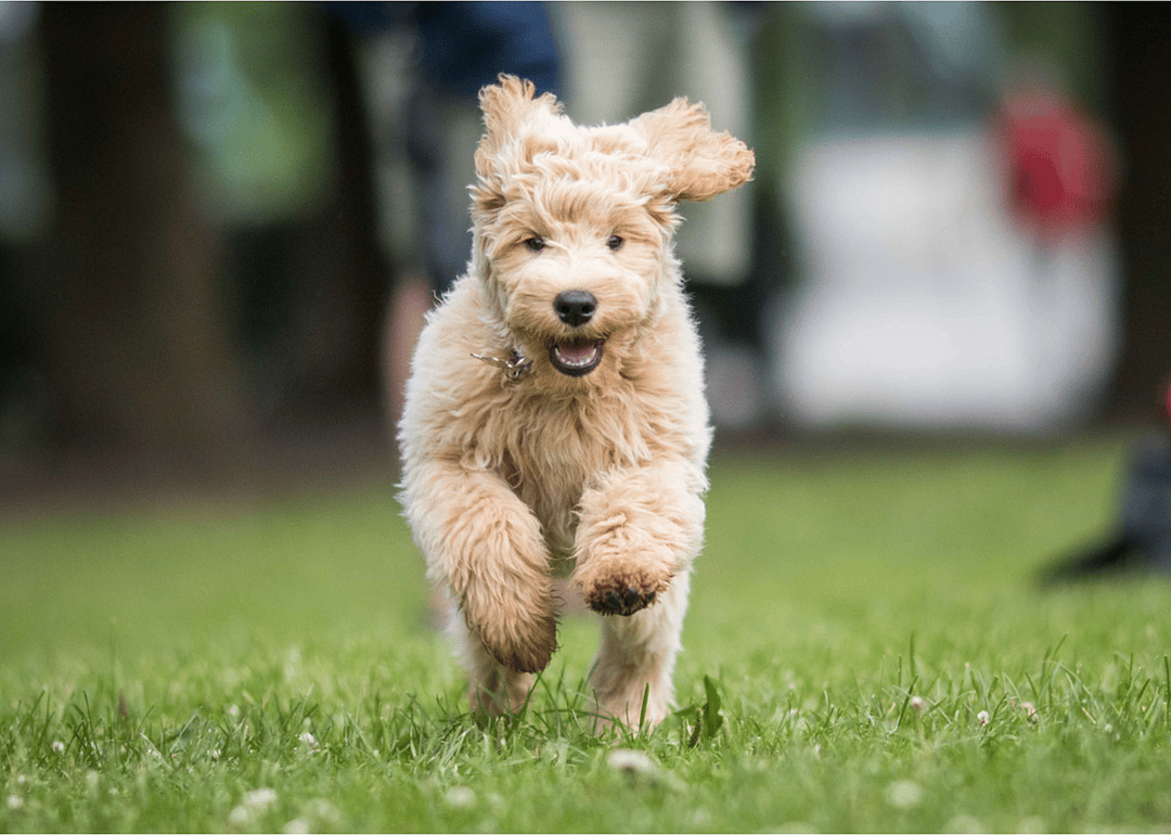 1989: The Labradoodle arrives