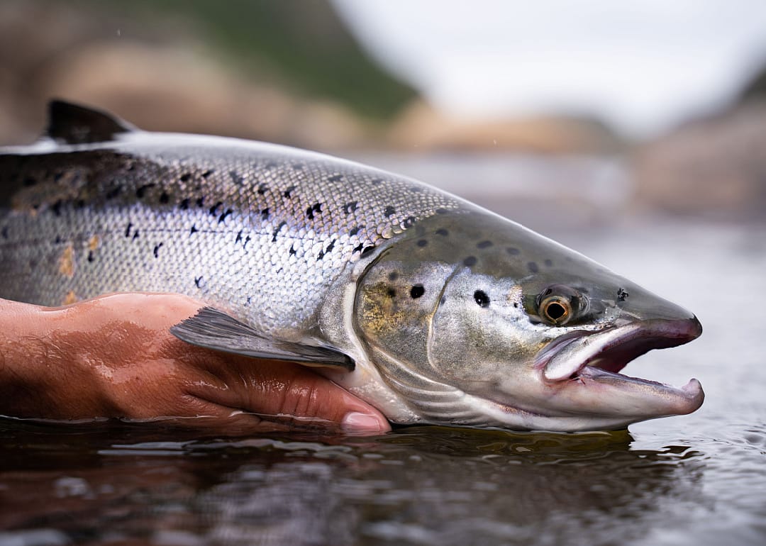 Atlantic Salmon