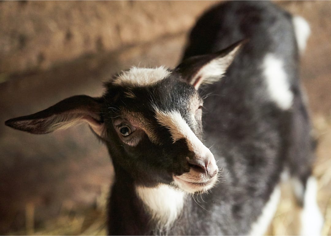 Goats are a growing enterprise in the U.S.