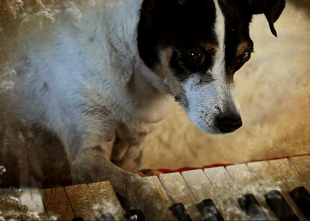 Heart of a Dog (2015)