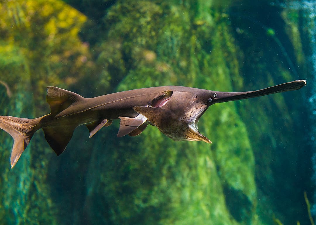 Paddlefish