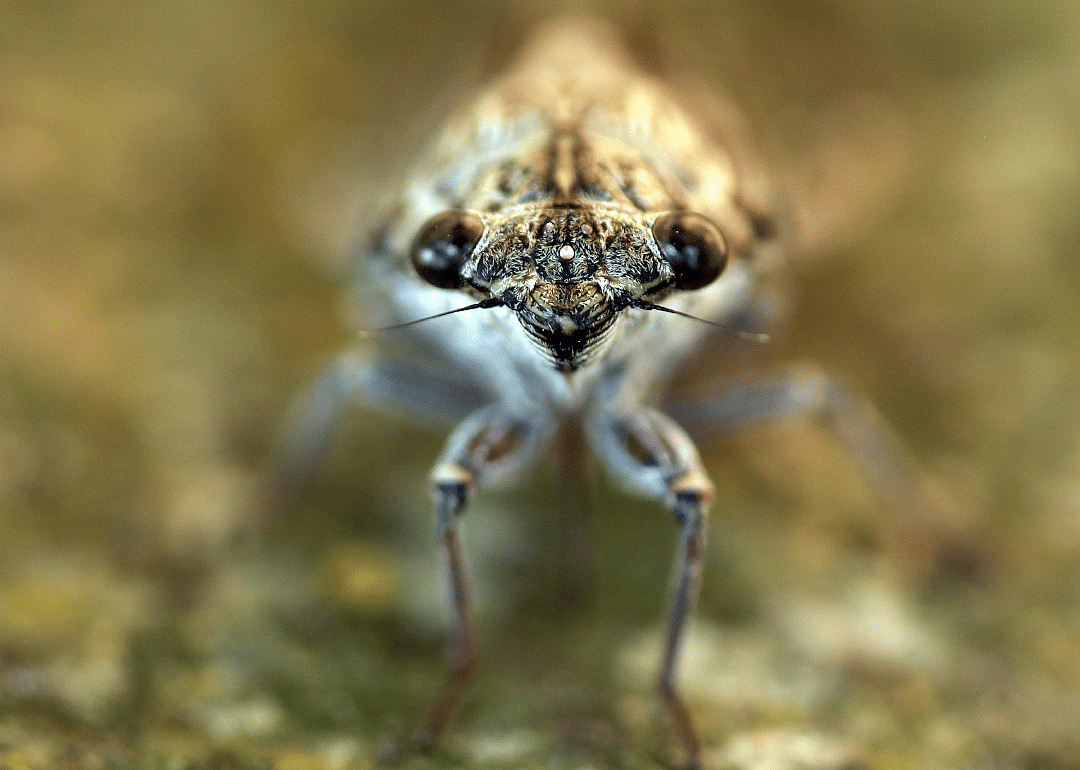 Cicada symphony of summer