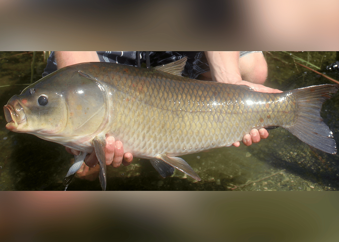 Bigmouth Buffalo