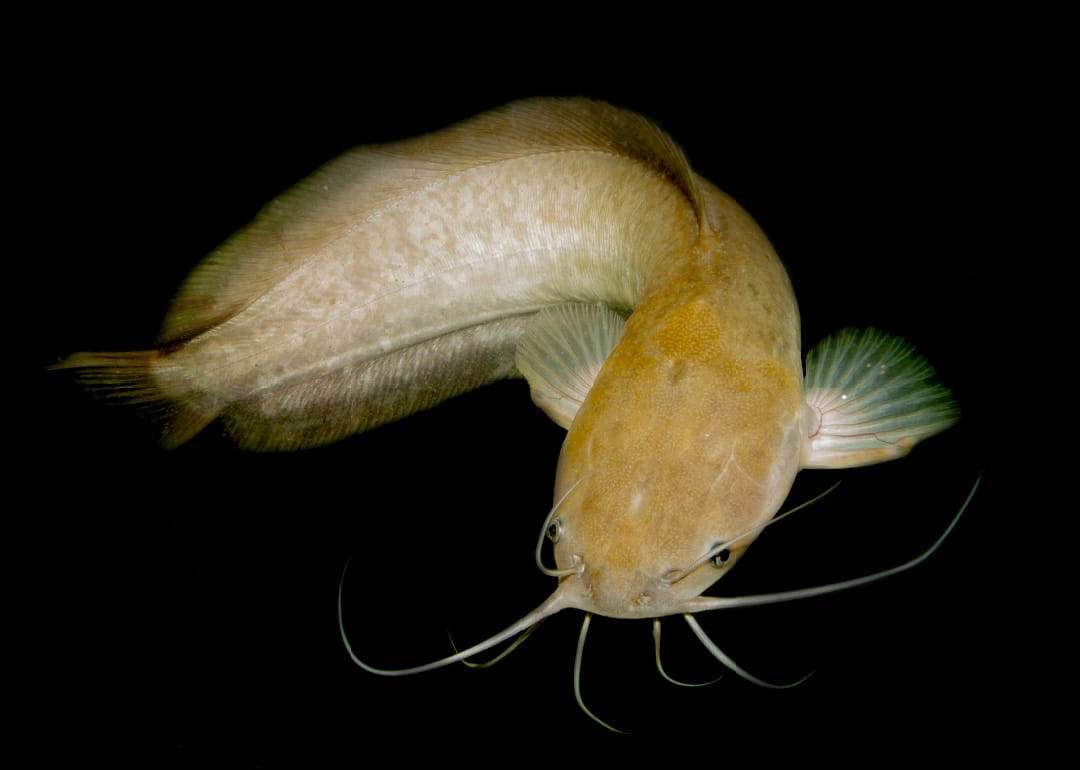 Yellow Bullhead