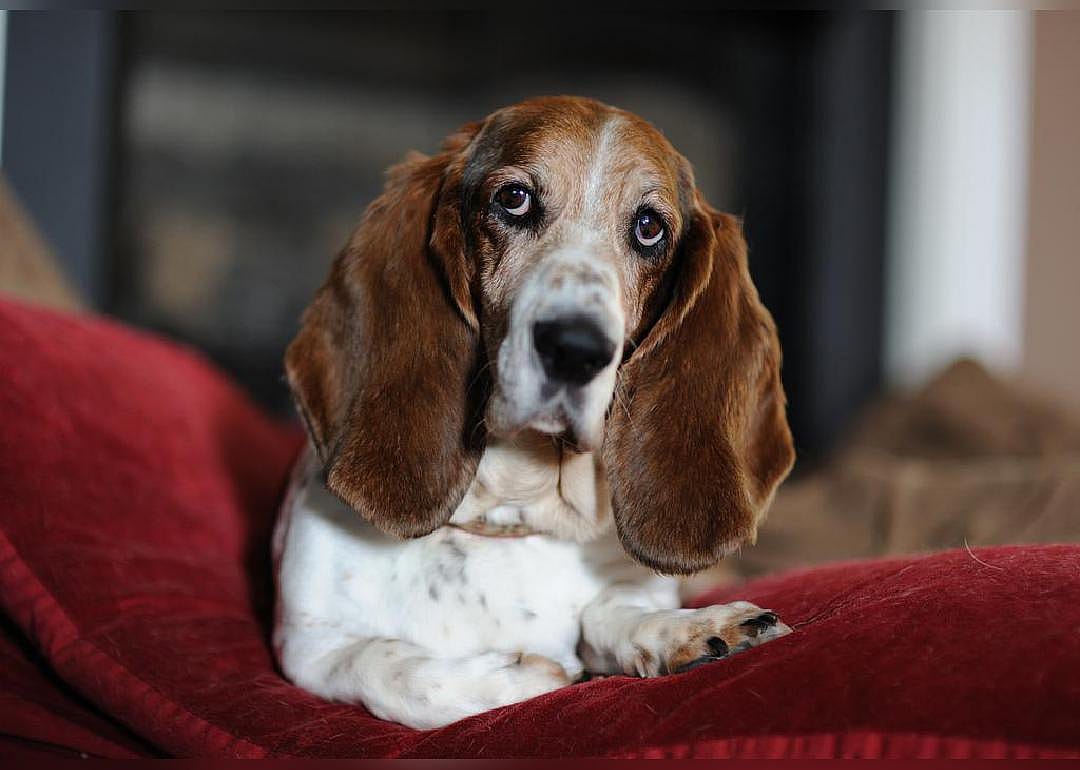 #37. Basset Hound