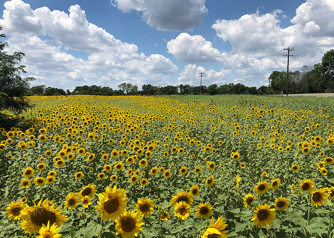Sunflower field in Mason.