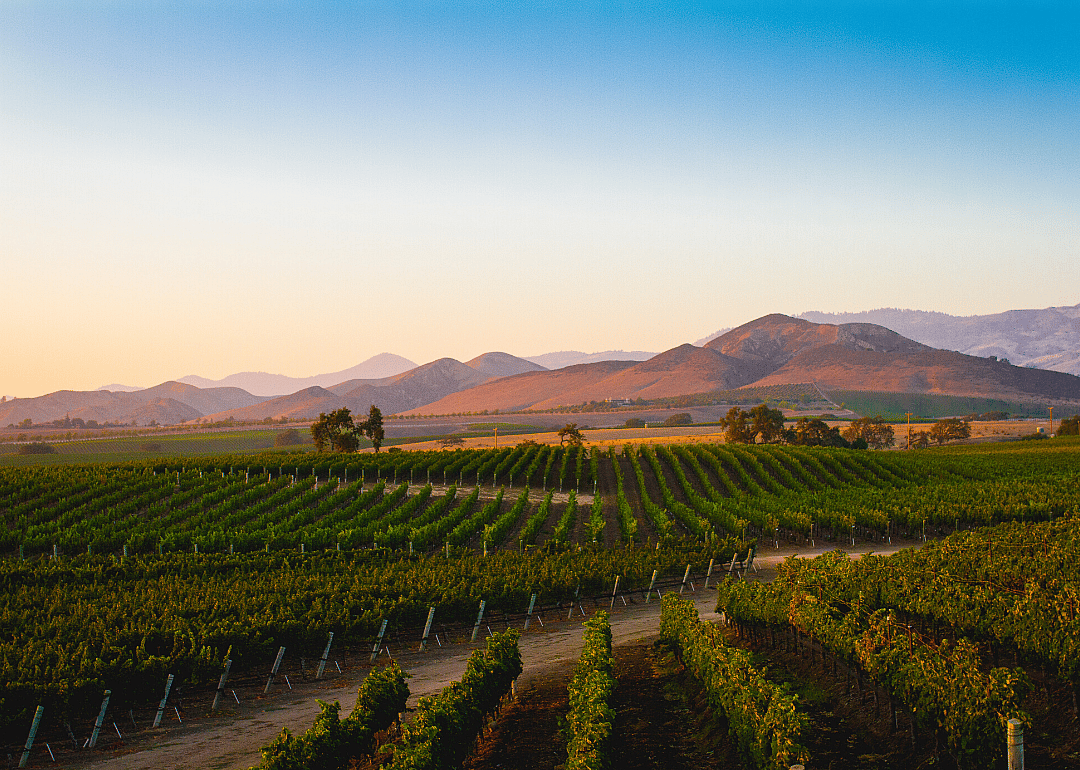 California’s wine production rivals European makers