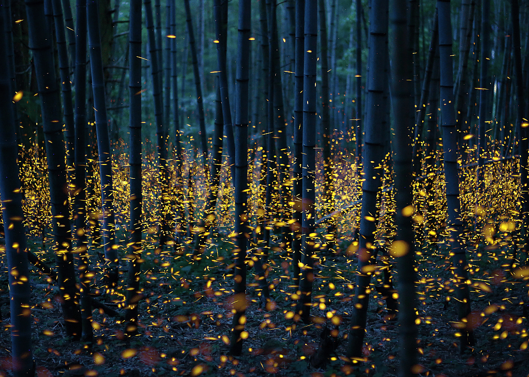 Enchanted forest