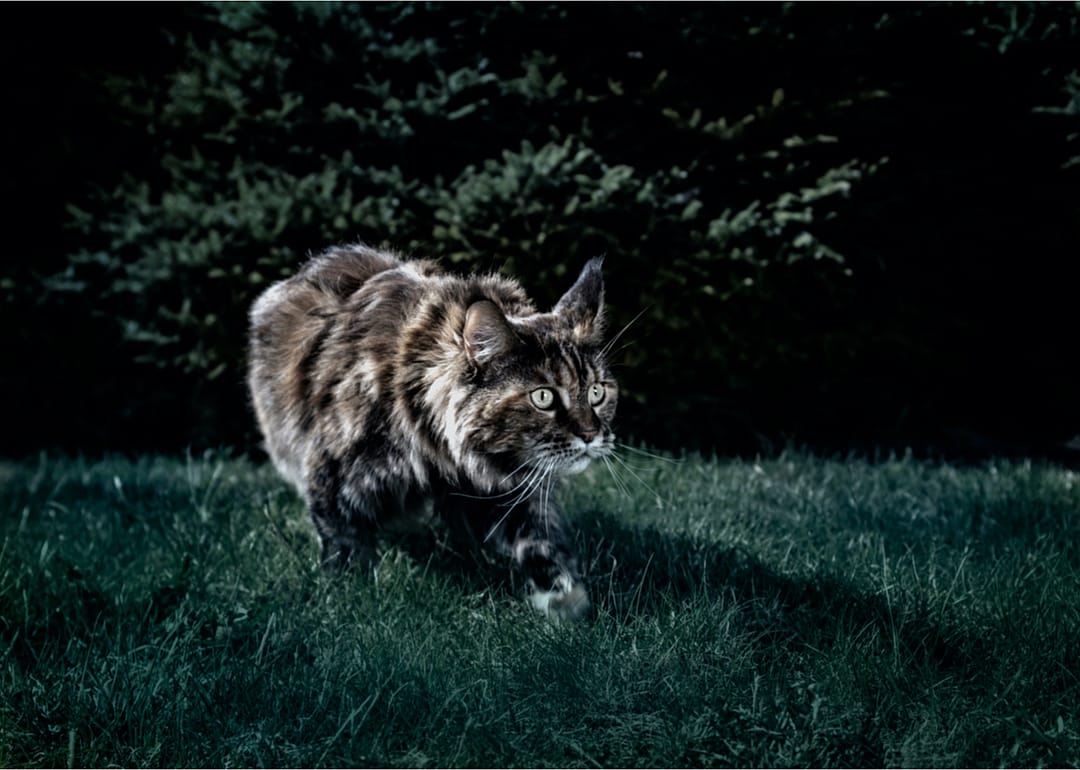 Can cats really see in the dark?