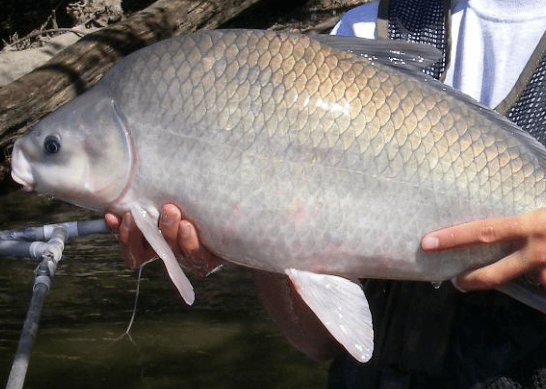 Smallmouth Buffalo