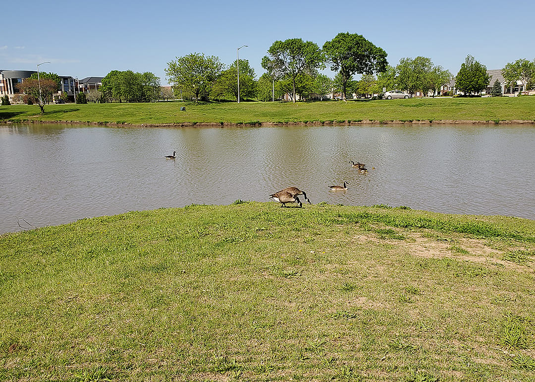 Canadian geese in suburban lake in springtime