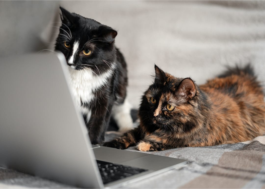 Was the internet actually invented to showcase cats?