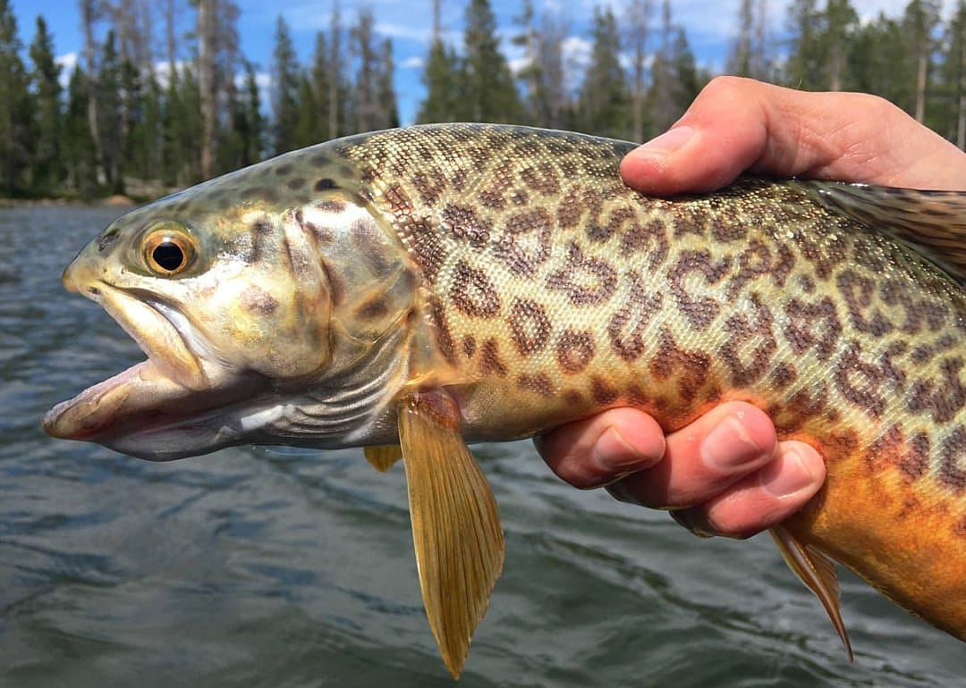 Tiger Trout