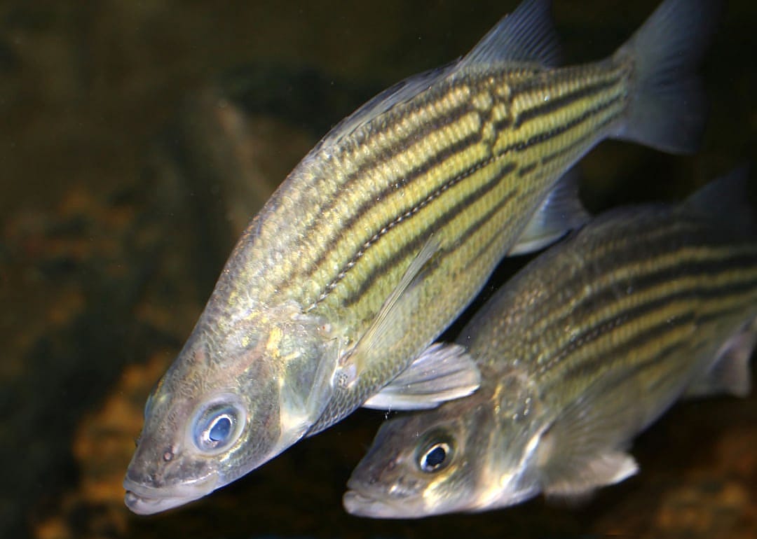 Yellow Bass