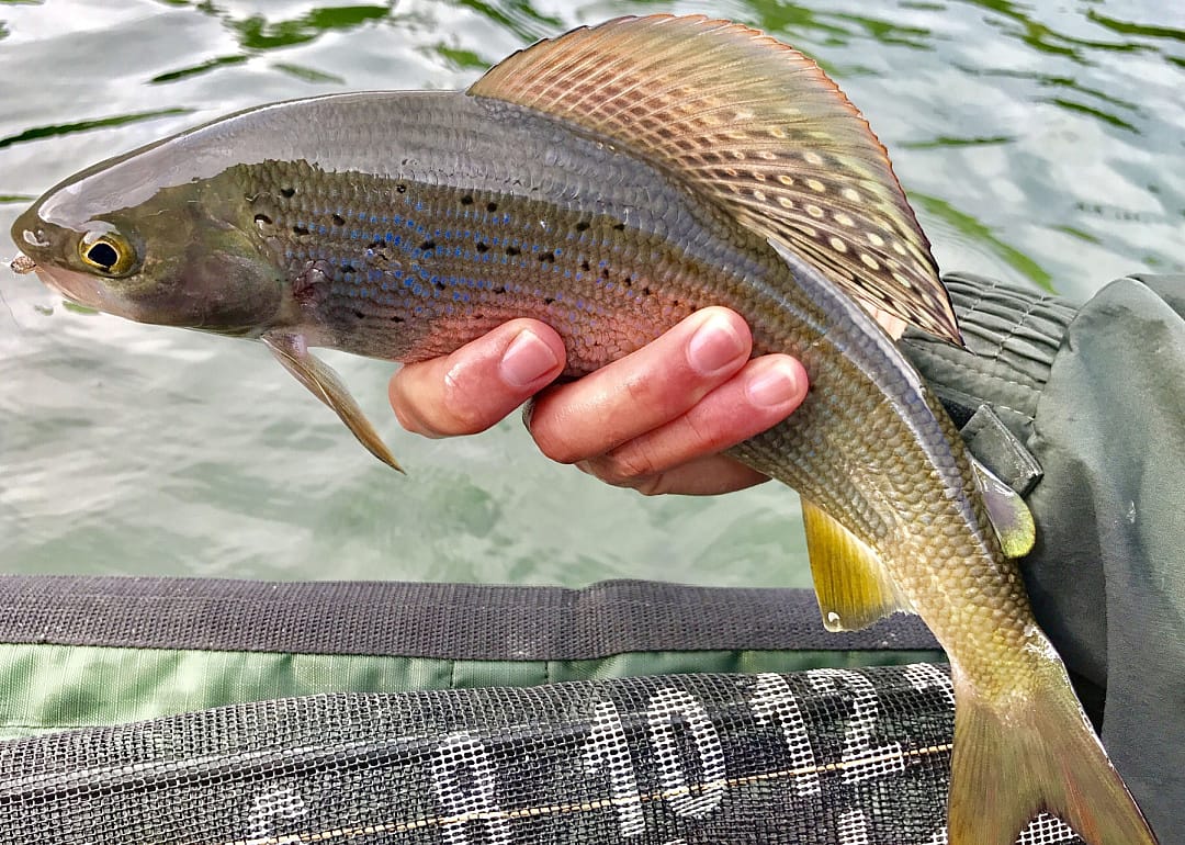 Arctic Grayling