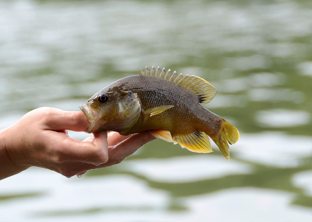 Hybrid Sunfish