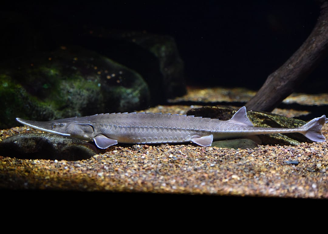 Shovelnose Sturgeon