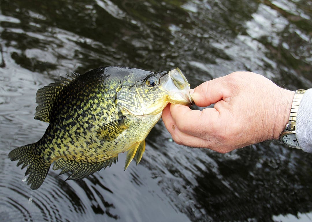 Crappie