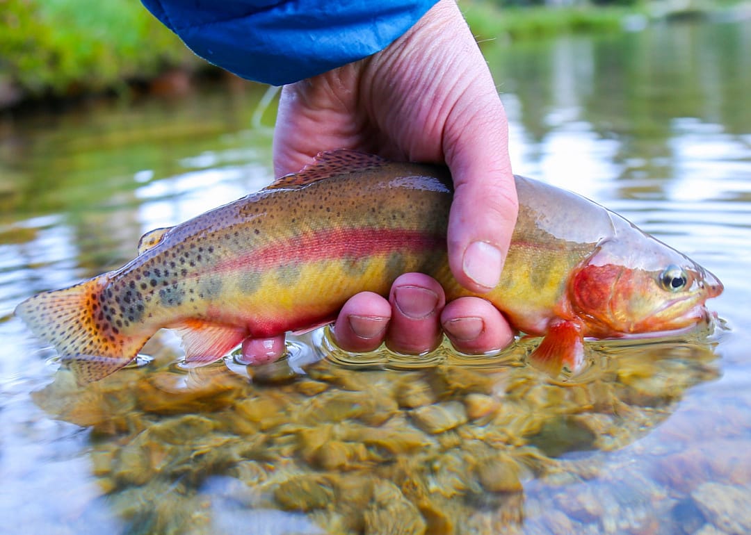 Golden Trout