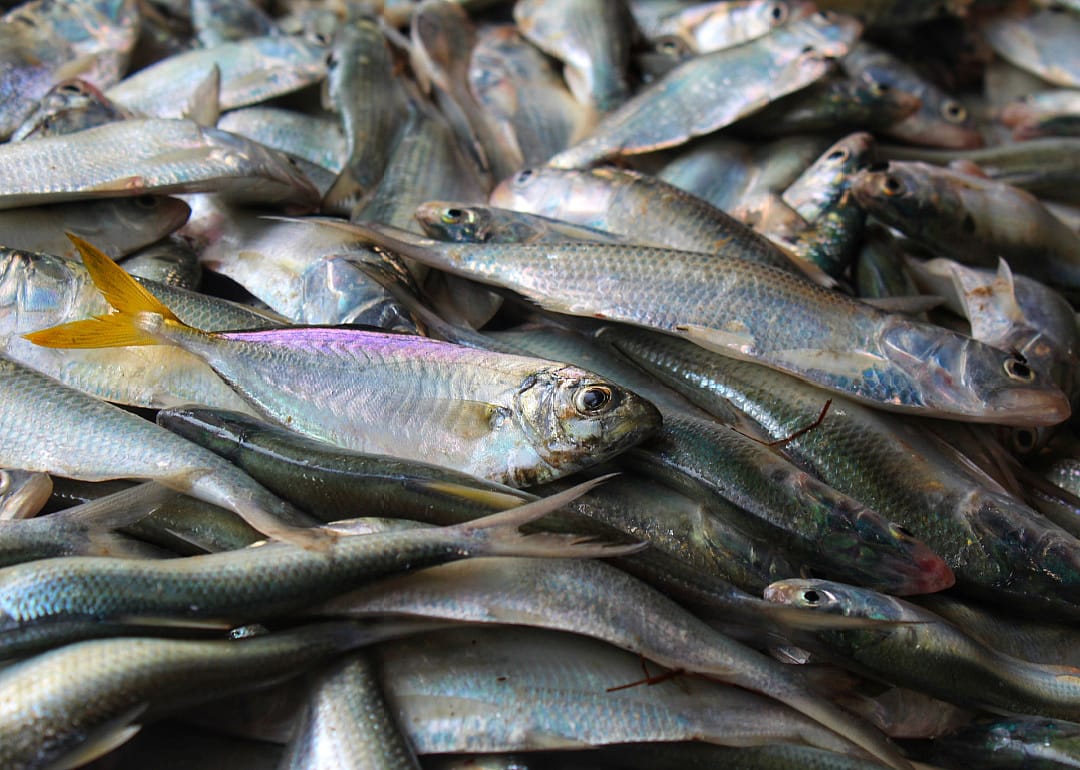 American Shad