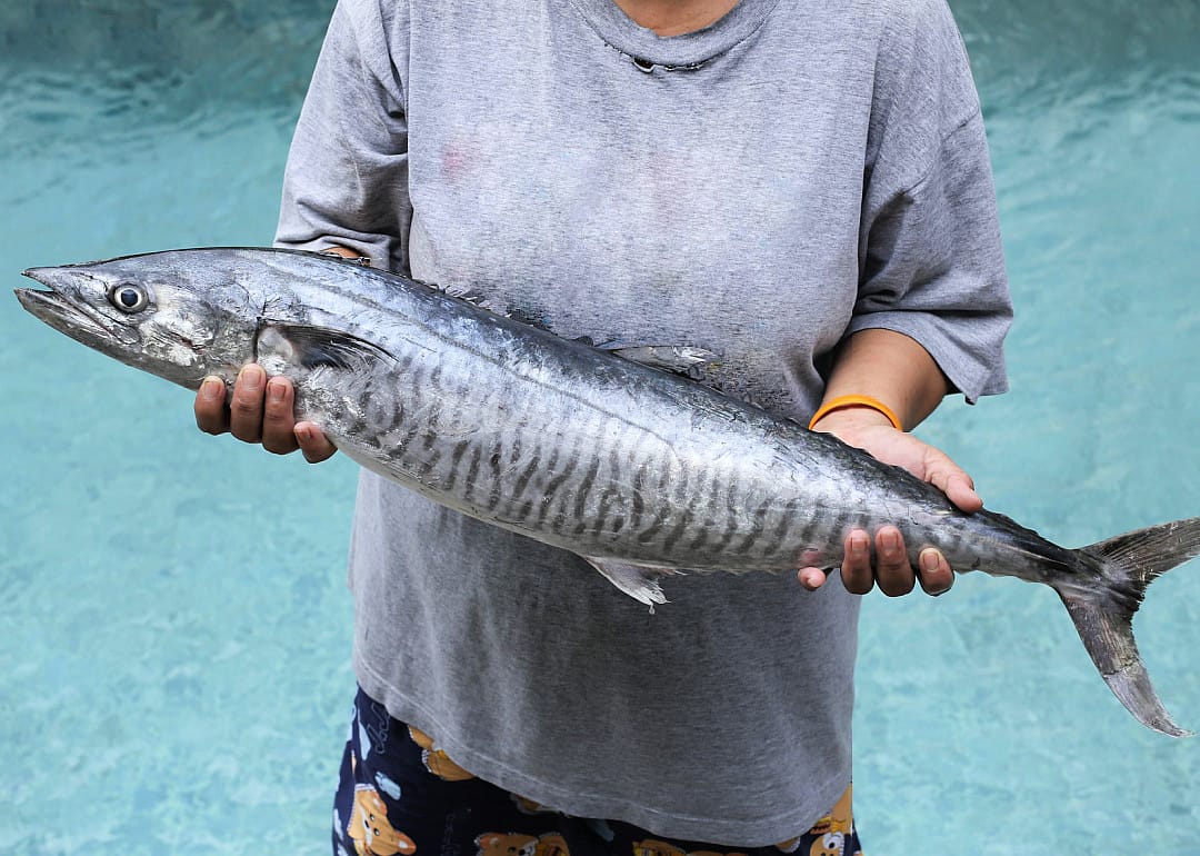 King Mackerel