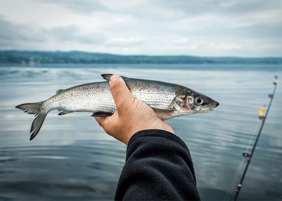 Lake Whitefish