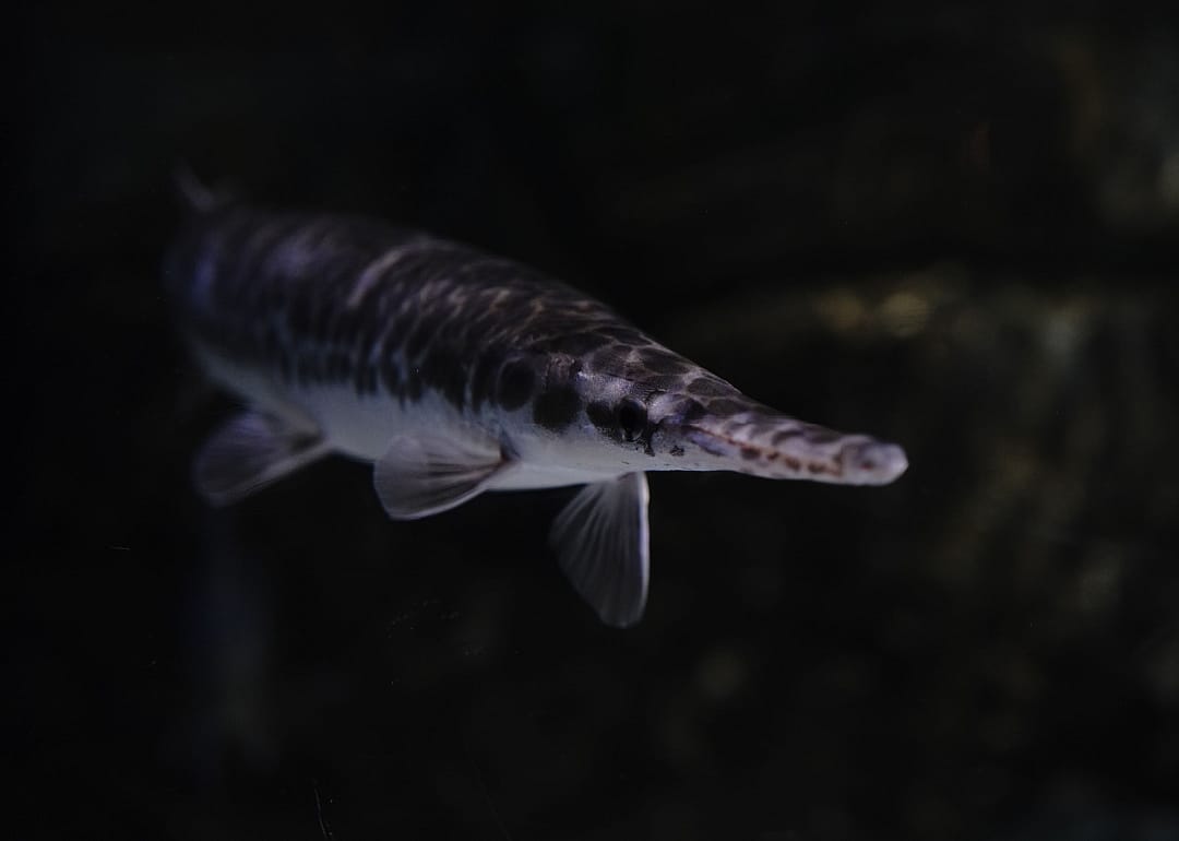 Shortnose Gar