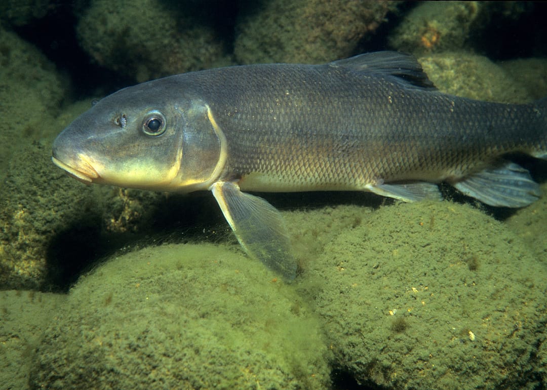 White Sucker