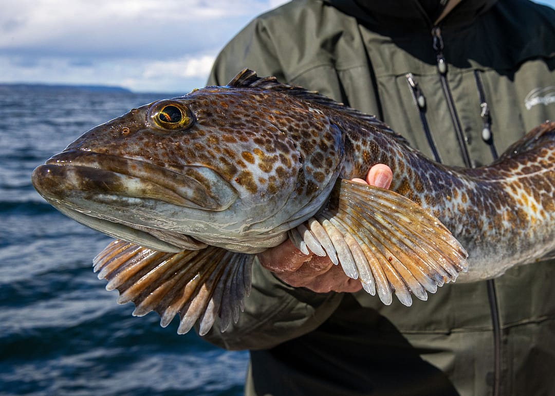 Person holding large ling cod