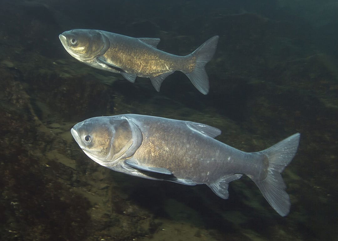 Bighead Carp