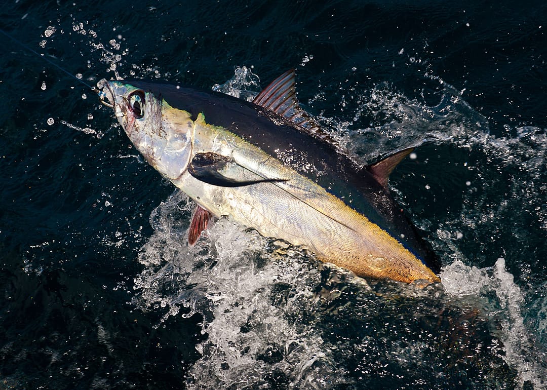Albacore Tuna