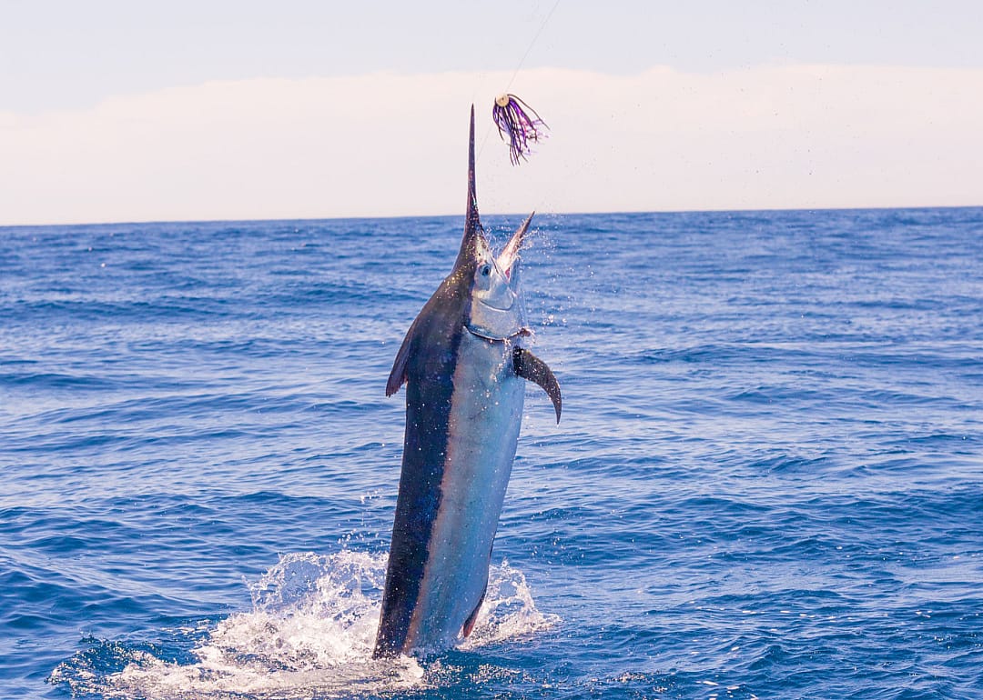 Blue Marlin