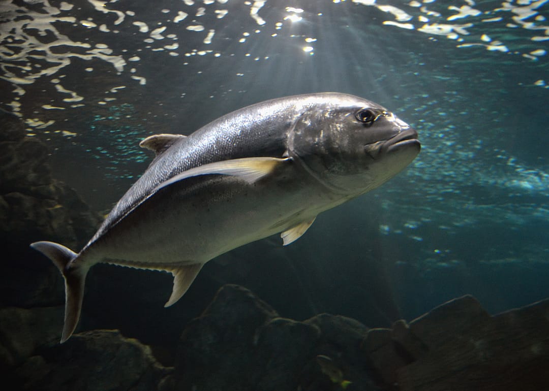 Atlantic bluefin tuna swimming underwater
