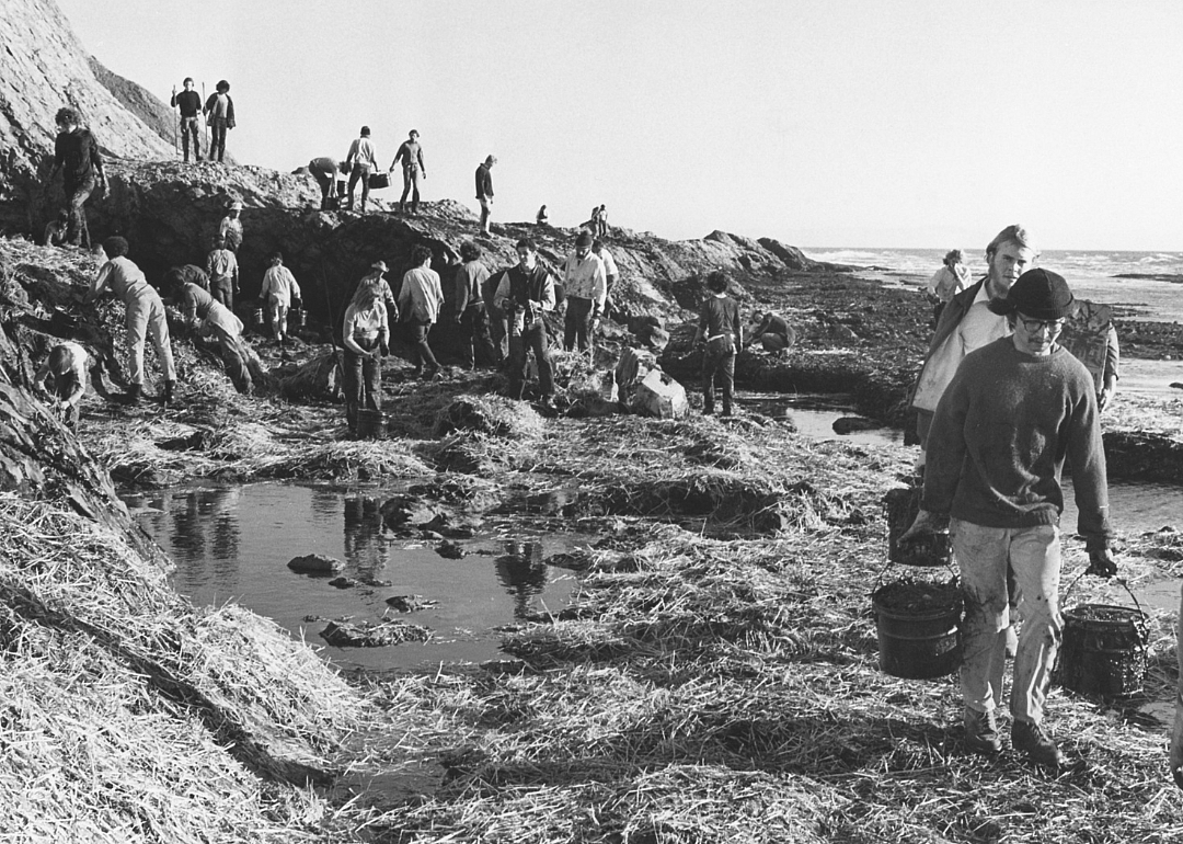 Volunteers clean up beach after oil spill.