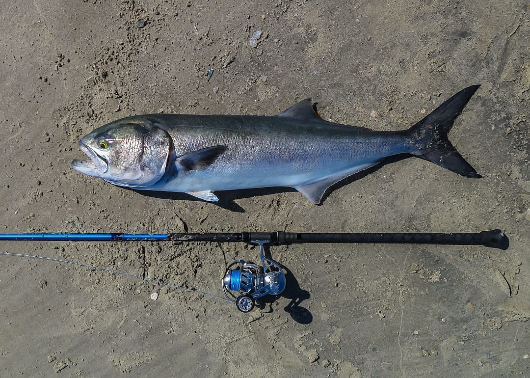 Bluefish