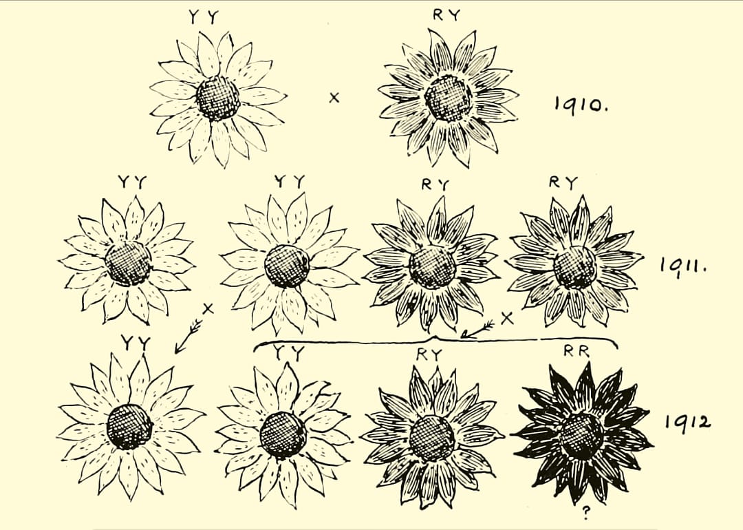 1920s: Plant breeding