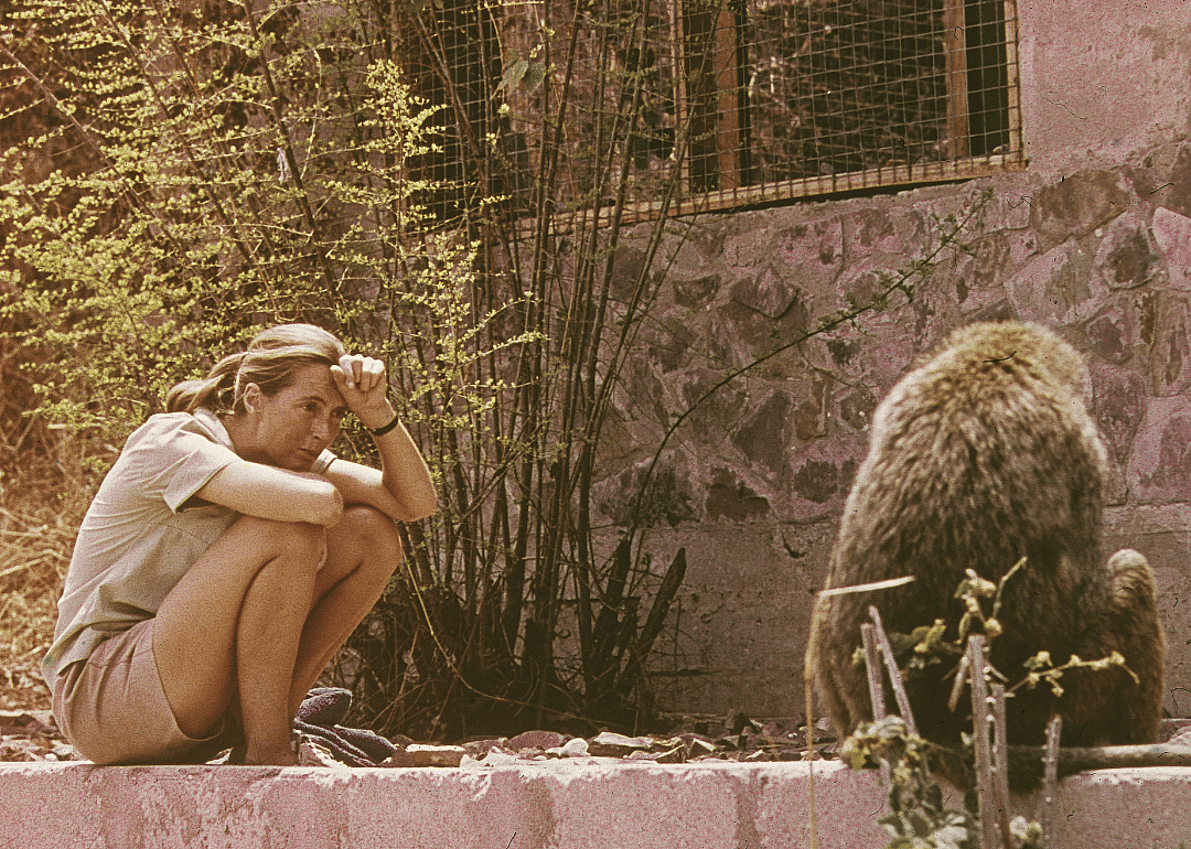 Jane Goodall sitting with African baboon.